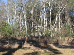 [ Trees Snapped from Wheeler Tornado. ]