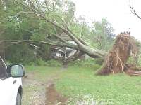 Tree demolishes house - blown down by straight line winds