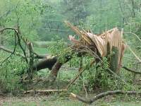 Straight line winds damage tree