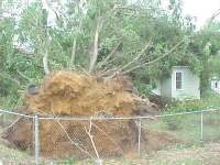 Tree blown down by straight line winds crushes home west of Calhoun near highway 156