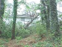 Downed trees on house east side of Calhoun...south of highway 156