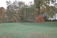 large tree down