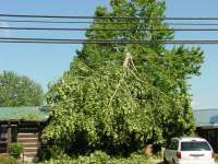 [ tree snapped ]