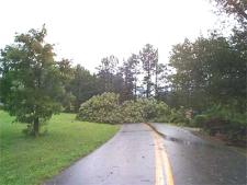 [ tree down in road ]