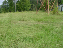 [ Swirl pattern in tall grass on upwind side of windmill tower - diameter of pattern is approximately 4-6 feet ]