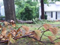 [ trees or limbs down in yard ]