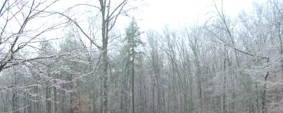 [ icing of trees in Habersham County ]