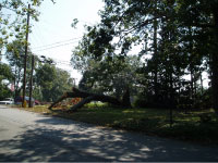 [ tree damage by tornado spawned by Ivan ]