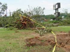 [ Large tree plucked from ground in Fort Valley.  Note no drag marks. ]