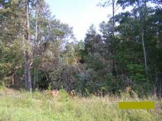 [ Trees down in Lumpkin County ]