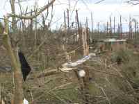 [ Damage to trees in residential area ]