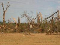 [ tree damage ]