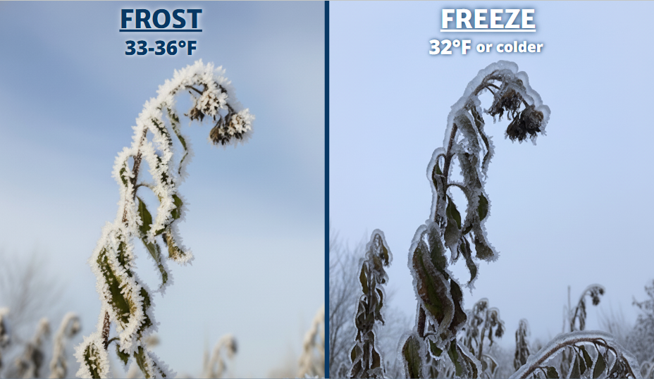 How Frost Forms