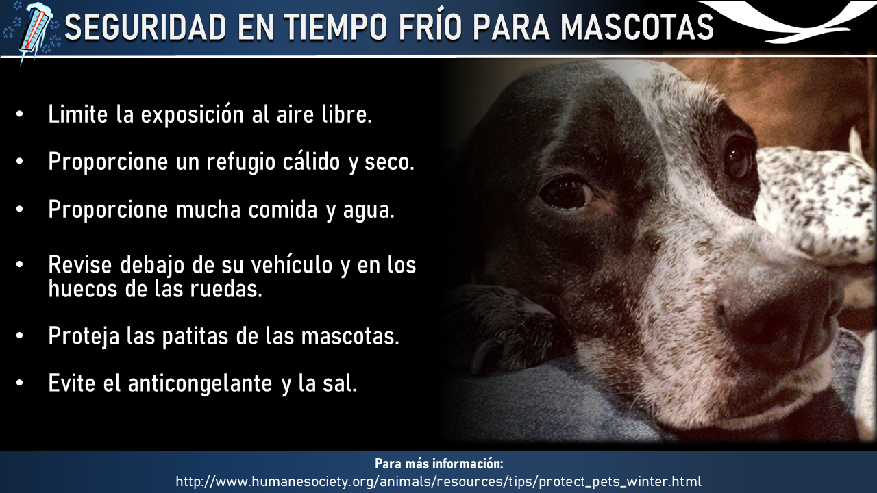 Seguridad en Tiempo FrÃ­o para Mascotas