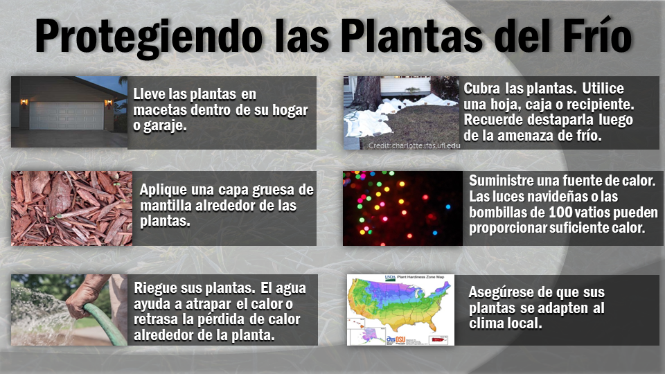 Protegiendo las plantas del frÃ­o