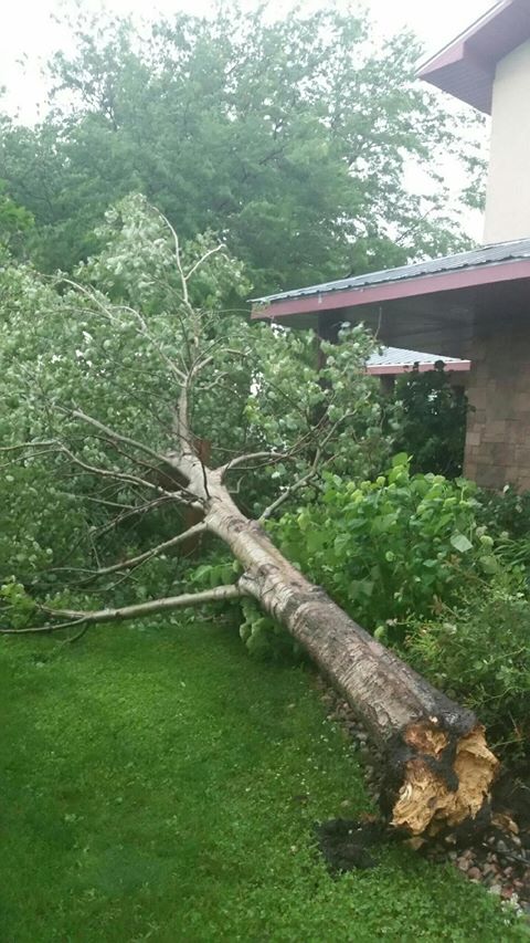 Downed Tree near Booge, SD. Photo courtesy of Max Johnson.