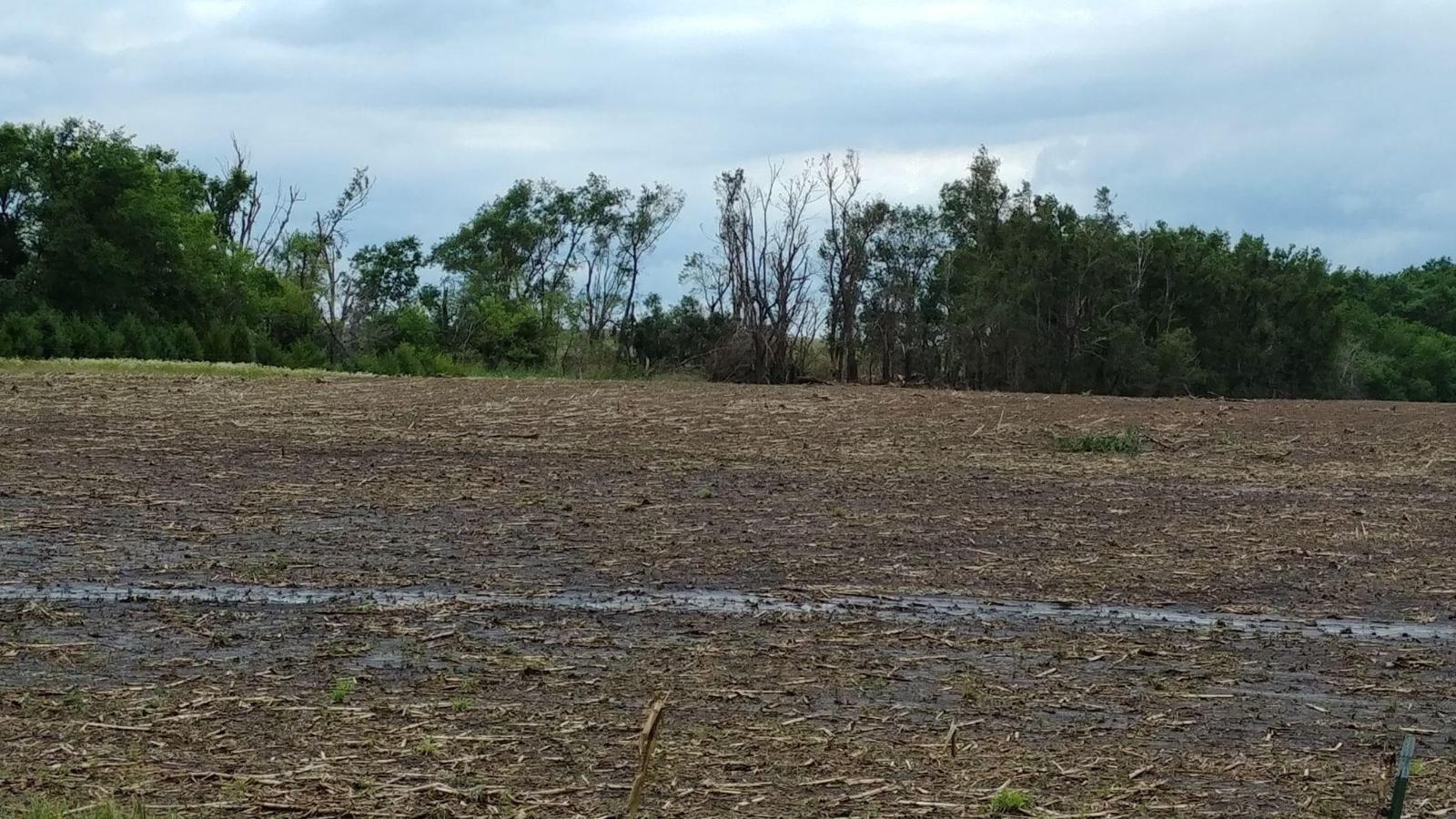 Shelter belt damaged by tornado northwest of Lucas, SD. Photo courtesy of Erin Schulte