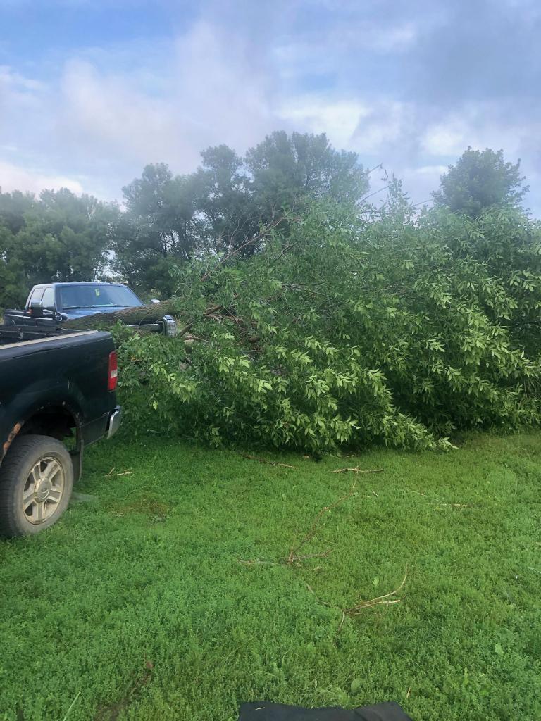 Tree damage near Rock Rapids