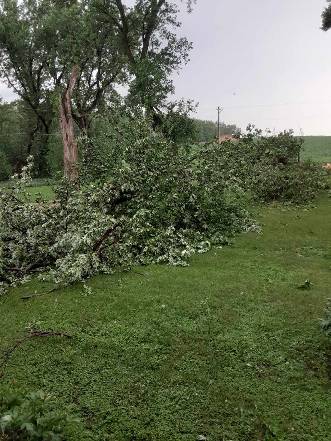 Tree Damage near Rock Valley, IA