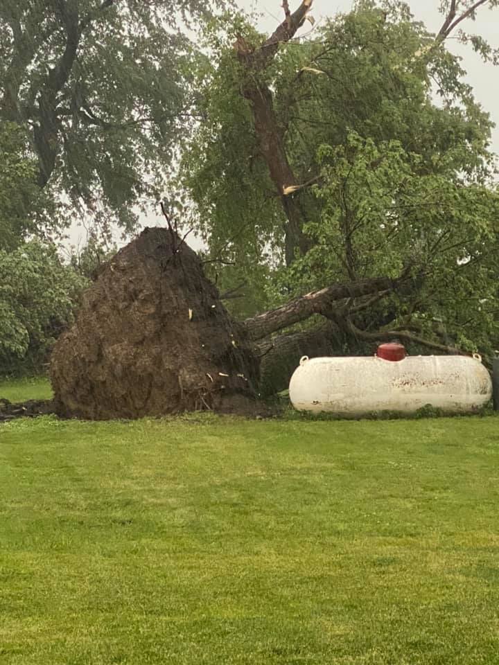 Tree Damage near Hull, IA