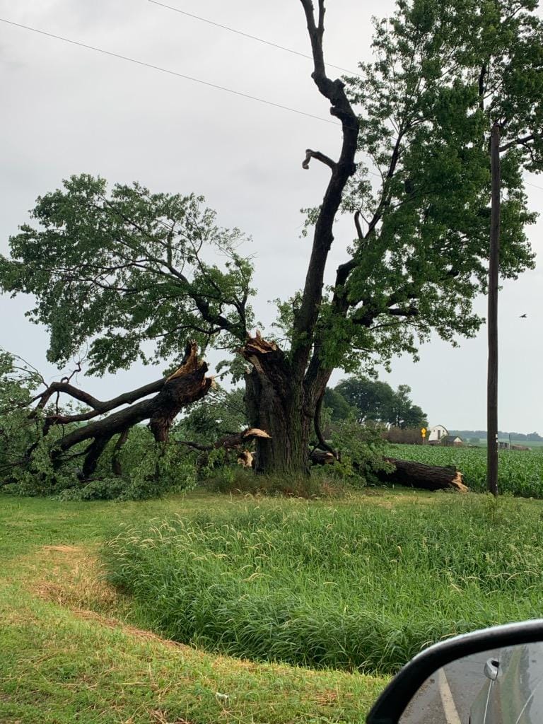 Tree Damage near Sheldon, IA