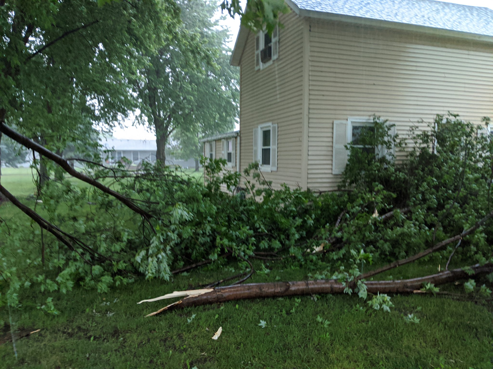 Tree Damage in Rock Valley