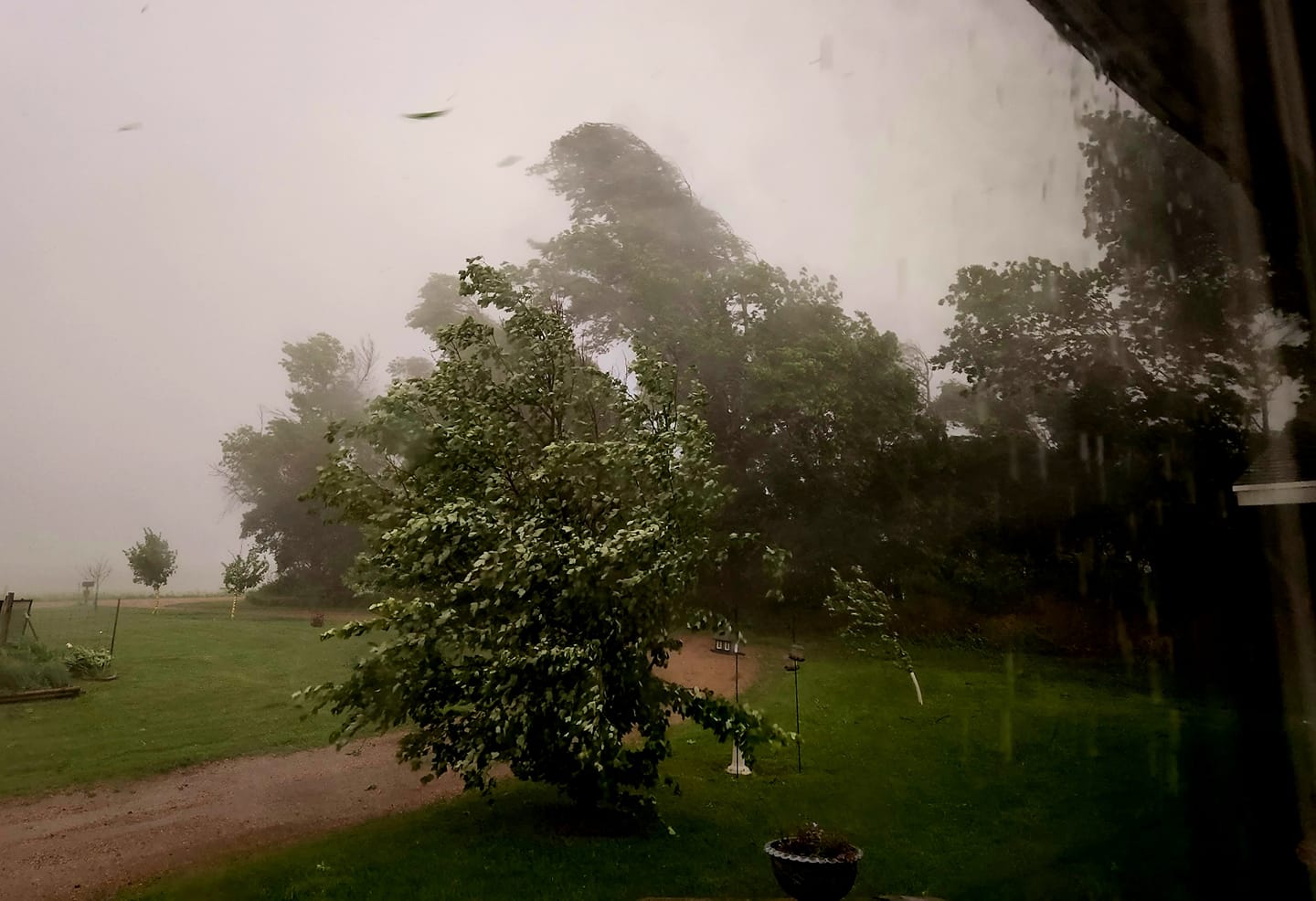 Trees bending in the storm northwest of Jasper, MN