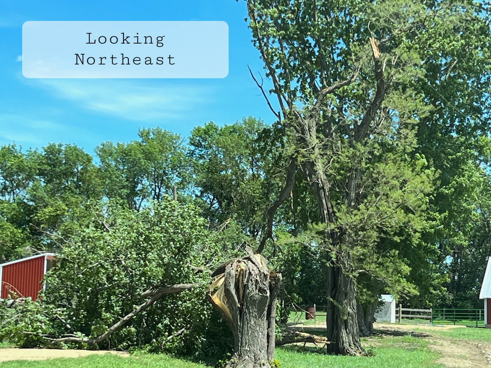 TreeÂ damage in Woodstock, MN