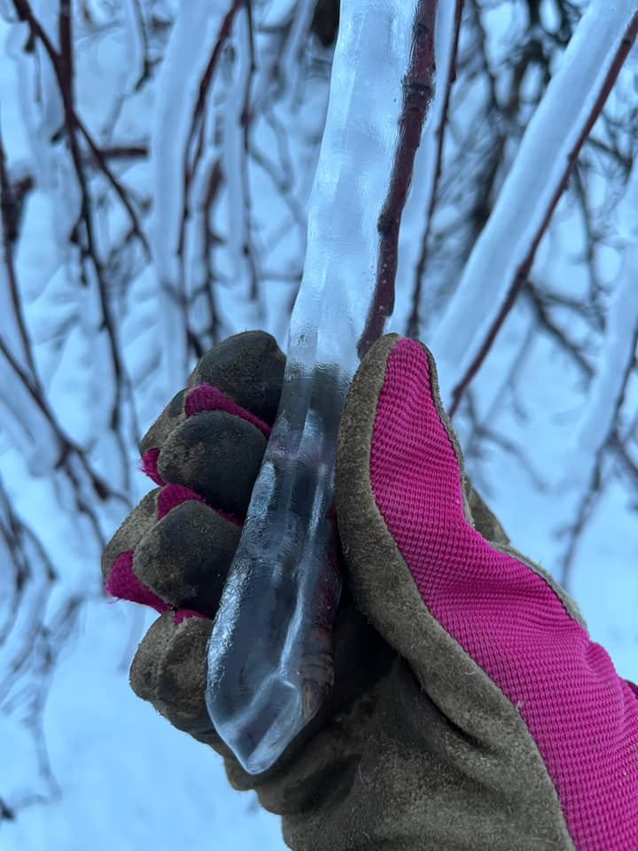 Ice coated small tree branch