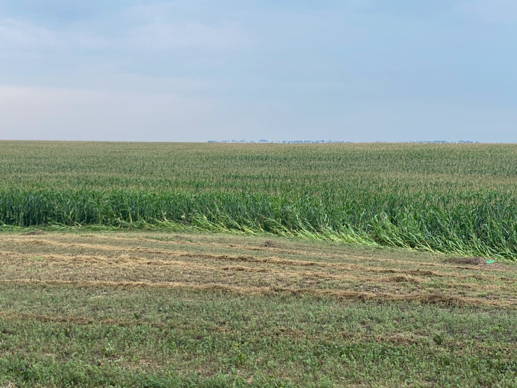 Corn in the first couple rows of a field was flattened due to high and flowing water. There is grass and some debris in the foreground of the photo.