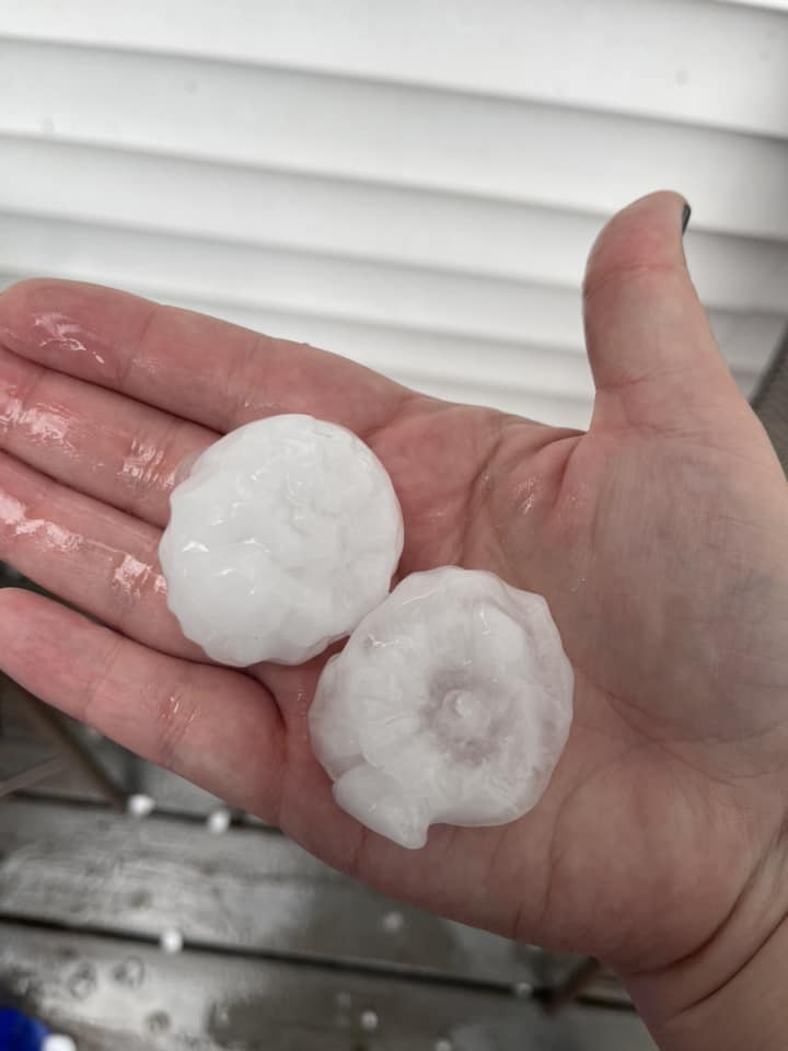 Photo of someone holding two flat hailstones around an inch and a half in diameter in their hand. 