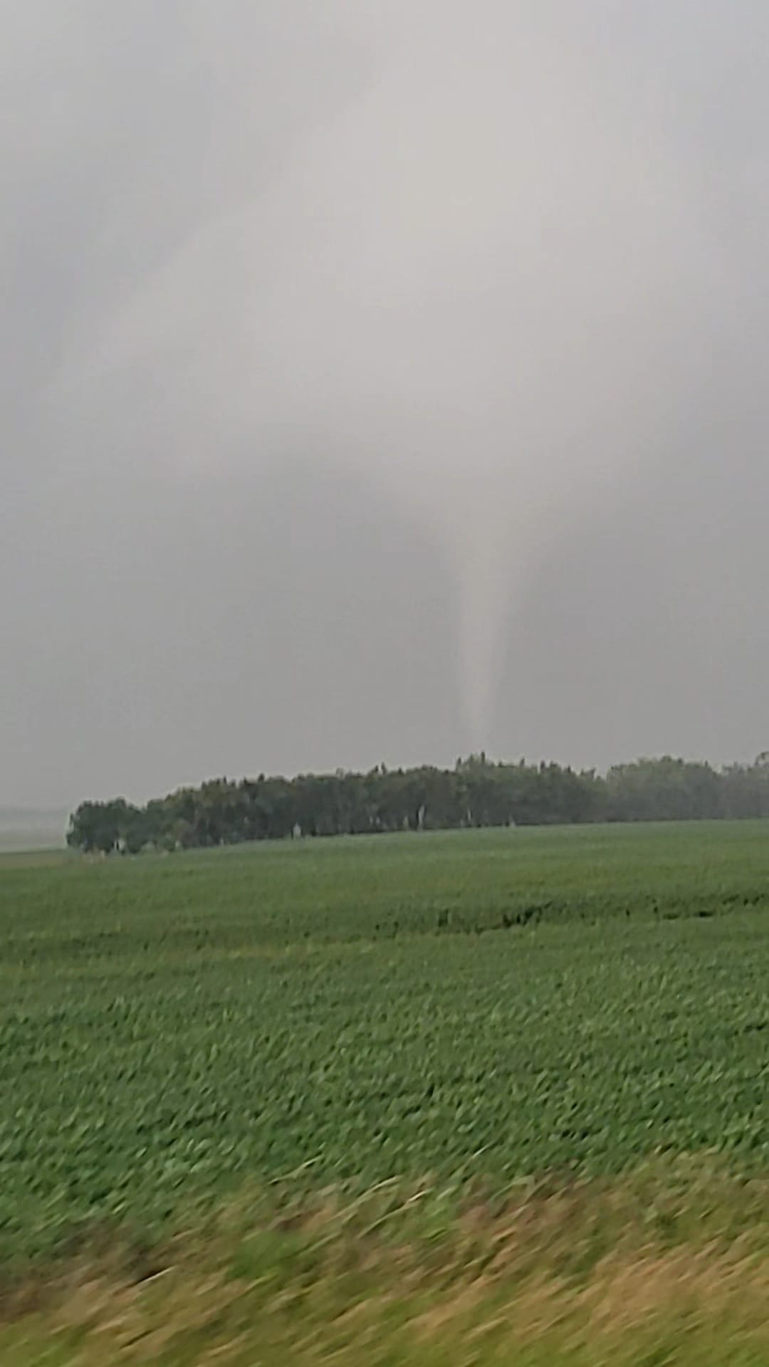 White tornado against gray sky. Tornado base is blocked by trees.