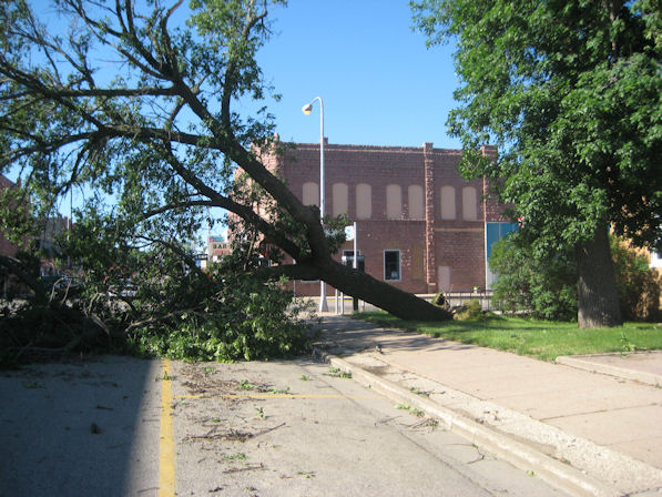 Large tree uprooted