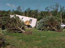 Uprooted pine trees.