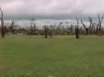 More tree damage from tornado in Manchester.