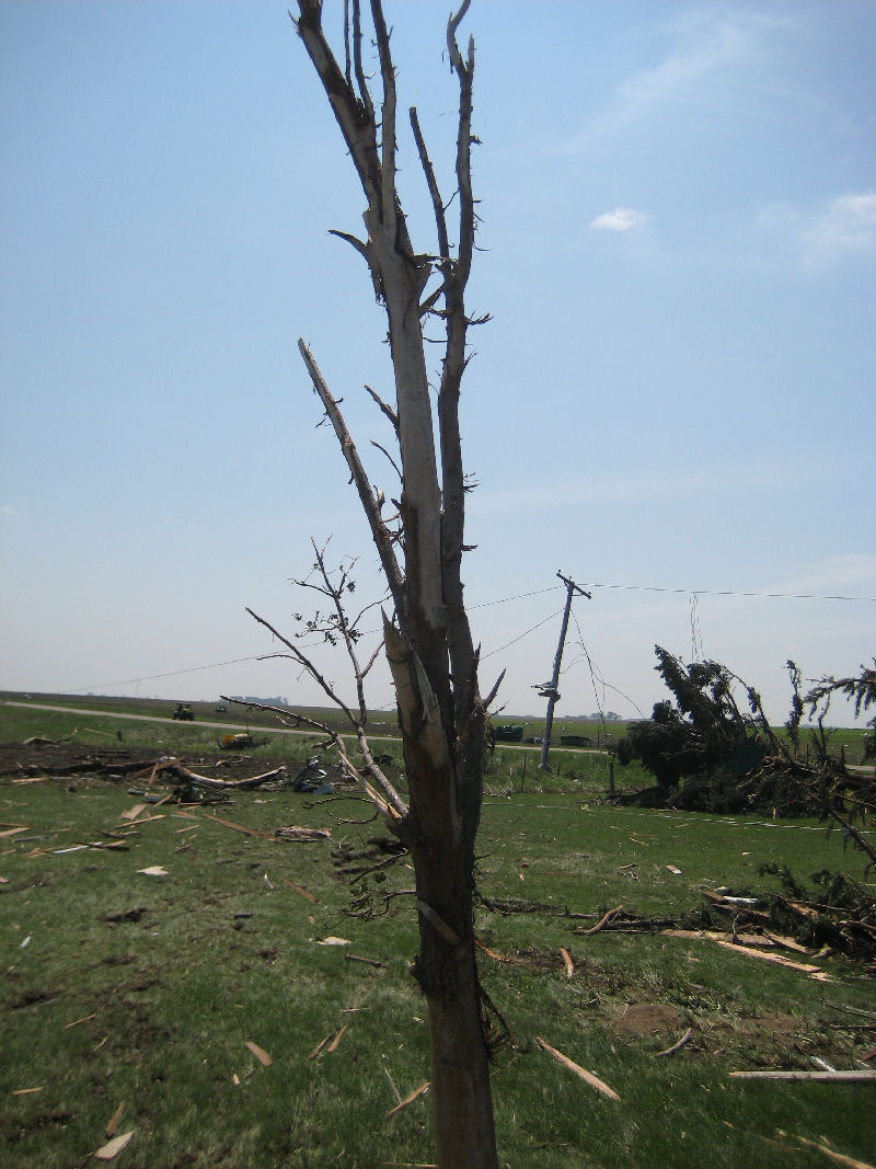 Picture of a tree stripped of all leaves and branches and missing most of the bark.