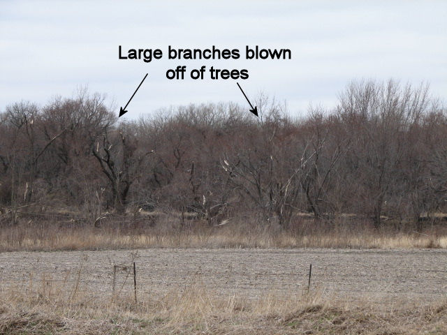 Tree damage near Akron, Iowa