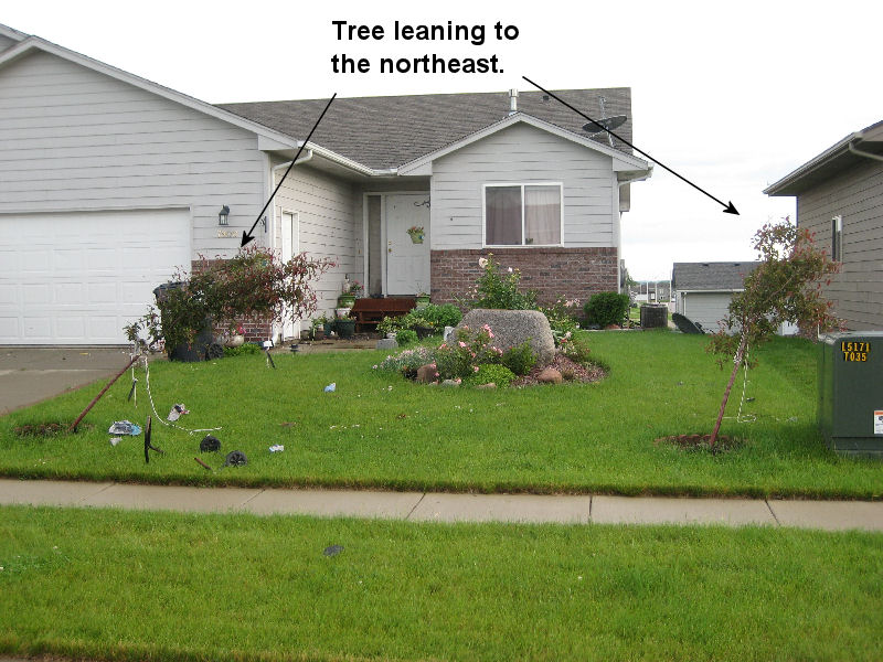 Small trees bent over by the wind.