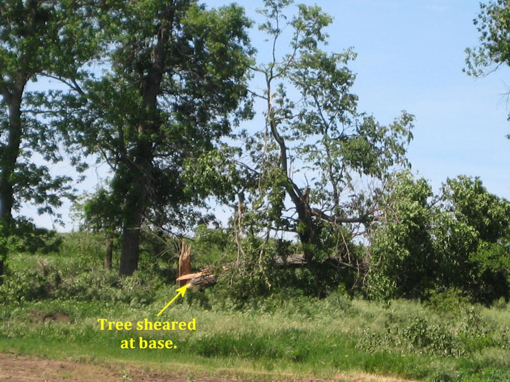 Tree snapped in shelter belt.