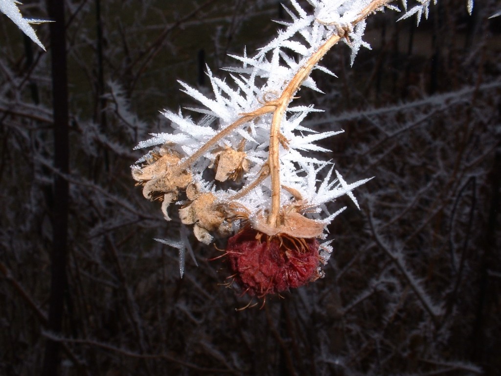 frost on raspberry plant