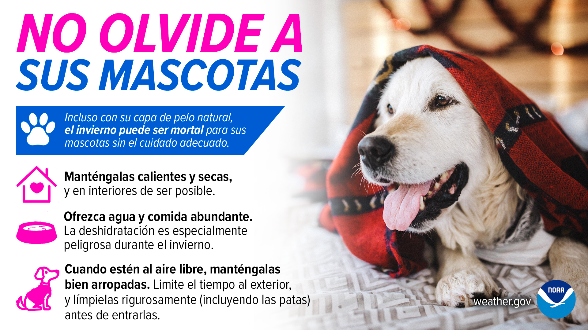 El Invierno y Las Mascotas