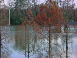 More Tennessee River flooding near Alabama Highway 20.