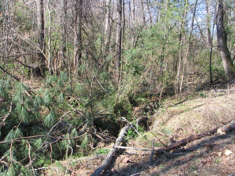 Trees downed by tornado - click for a larger view