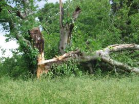 Storm Damage in Limestone County