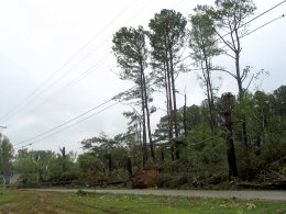 Storm damage near Albertville