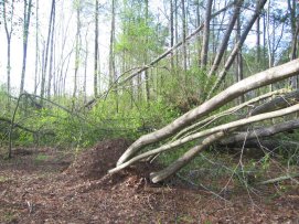 Storm Damage in Jackson County