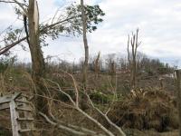 Tornado Damage near Rosalie, AL