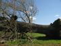 Large tree uprooted near Meridianville