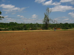 Several large trees were downed along the path of the tornado.