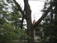 Near the beginning of the tornado path, large tree limbs were blown onto this house.